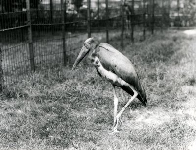 Een Javaanse adjutant, staand in London Zoo, september 1923 door Frederick William Bond